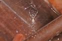 Zosis_geniculata_D7691_Z_88_The Gap_Australie
